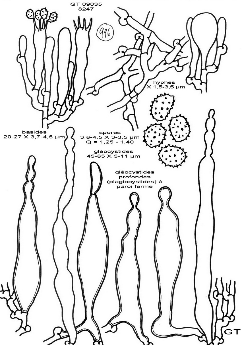 Gloeocystidiellum clavuligerum